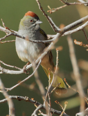 Green-tailed Towhee