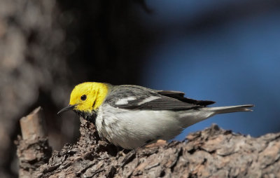 Hermit Warbler, male