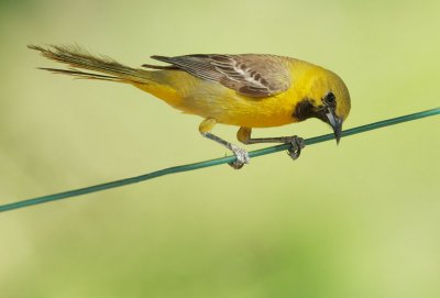 Hooded Oriole, first year male