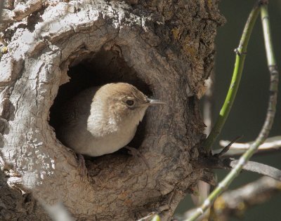 House Wren, on nest