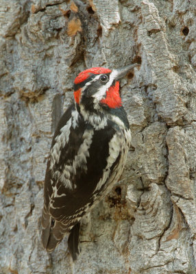 Red-naped Sapsucker, male