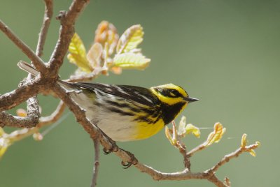 Townsend's Warbler, male