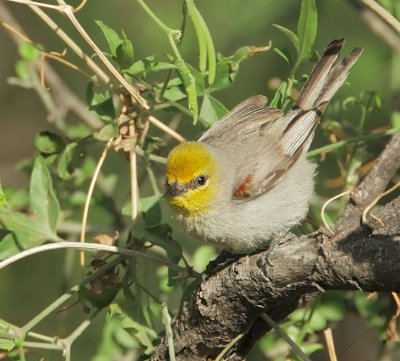 Verdin
