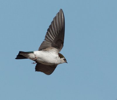 Violet-green Swallow, male, flying