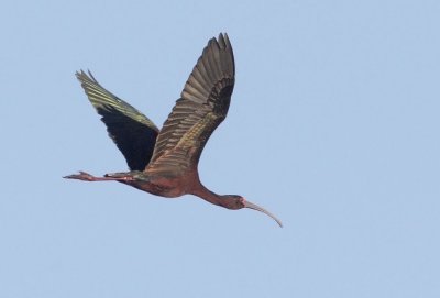 White-faced Ibis