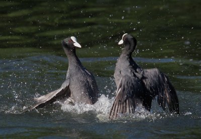 Eurasian Coots, fighting