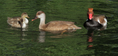 Red-crested Pochards. pair with chicks