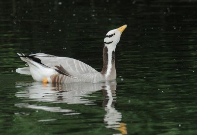 Bar-headed Goose