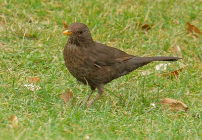 Eurasian Blackbird, female