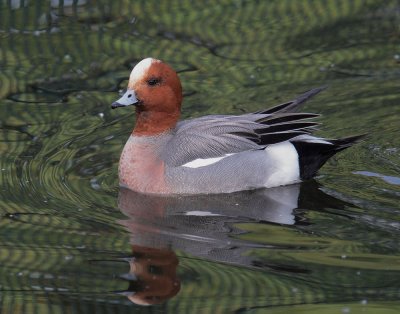 Eurasian Wigeon, male