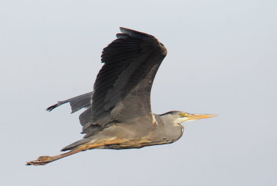 Gray Heron, immature, flying