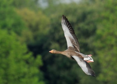 Greylag Goose, flying