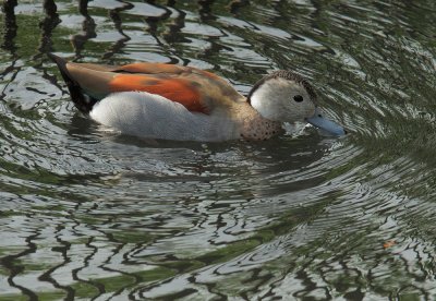 Ringed Teal, male