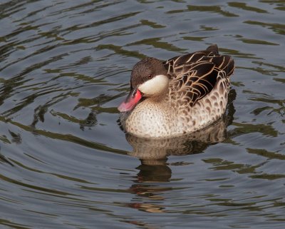 Red-billed Teal