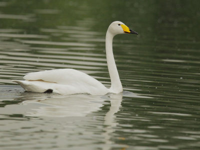 Whooper Swan