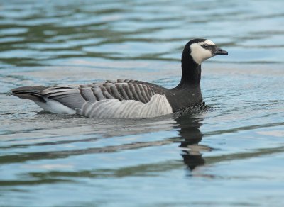 Barnacle Goose