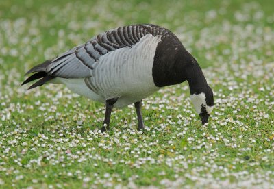 Barnacle Goose