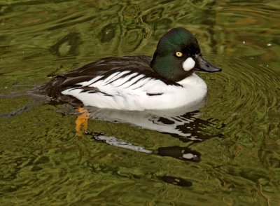 Common Goldeneye, male