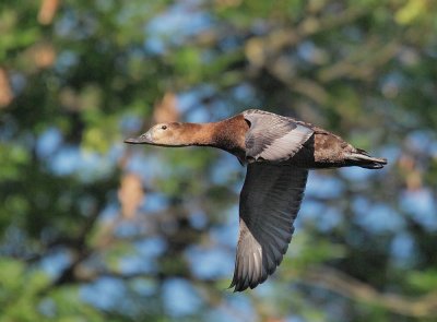 Common Pochard, female flying
