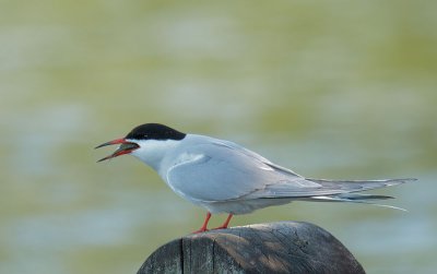 Common Tern, with fish