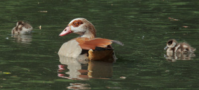 Egyptian Geese, adult and chicks