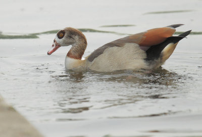Egyptian Goose