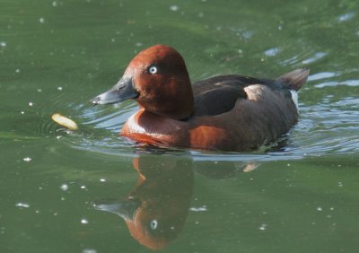 Ferruginous Duck, male