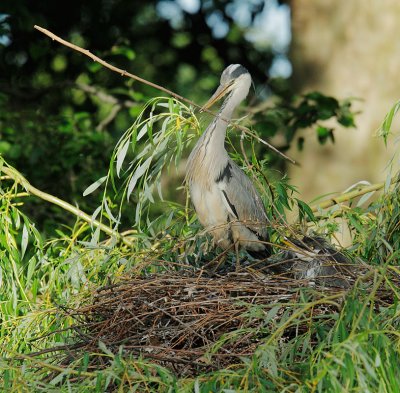Gray Herons, adult carrying branch, with nestlings