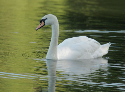 Mute Swan