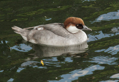 Smew, female