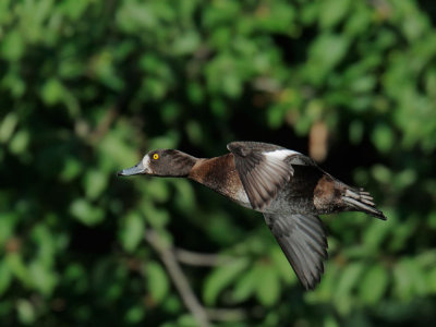 Tufted Duck, female flying