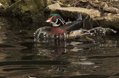 Wood Duck, male