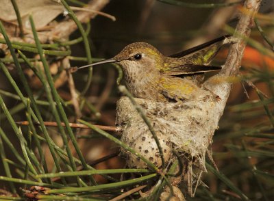 Anna's Hummingbird, female on nest