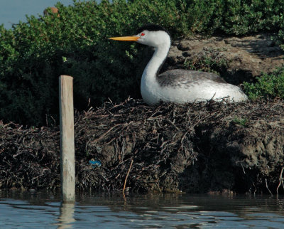 Clark's Grebe, on nest 5/21/11