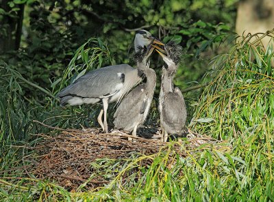 Gray Herons, adult and three nestlings begging in nest