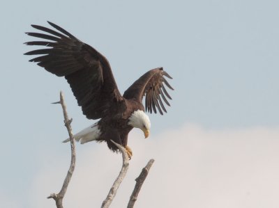 Bald Eagle, male landing near nest