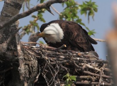 Bald Eagles, female feeding nestling