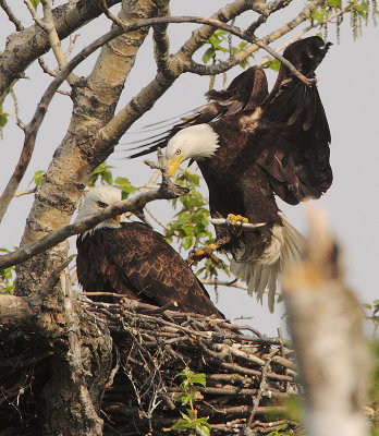 Bald Eagles, male landing at nest with fish
