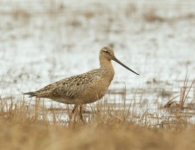 Bar-tailed Godwit, female