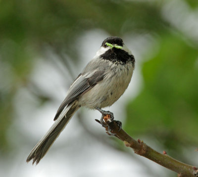 Black-capped Chickadee, carrying food to nest