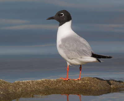 Bonaparte's Gull, breeding plumage