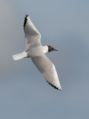 Bonapartes Gull, breeding plumage