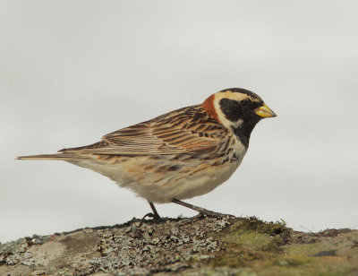 Lapland Longspur, male, breeding plumage