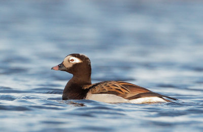 Long-tailed Duck, male