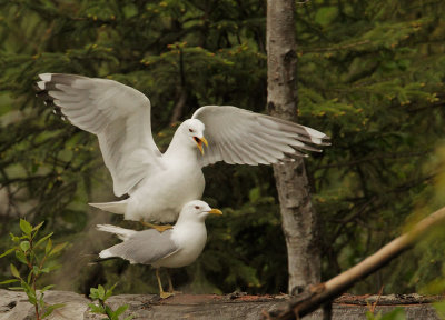 Mew Gulls, mating