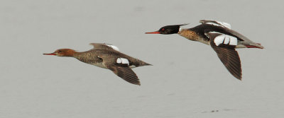 Red-breasted Mergansers, breeding plumage pair, flying