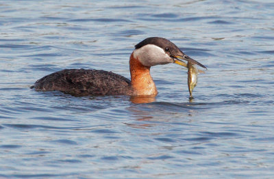 Red-necked Grebe, breeding plumage, with fish