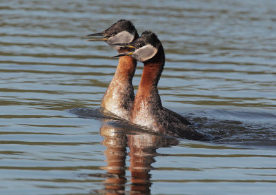 Red-necked Grebes, pair, displaying