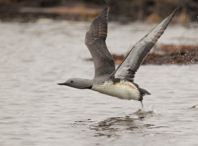 Red-throated Loon, breeding plumage, taking off