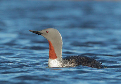 Red-throated Loon, breeding plumage
